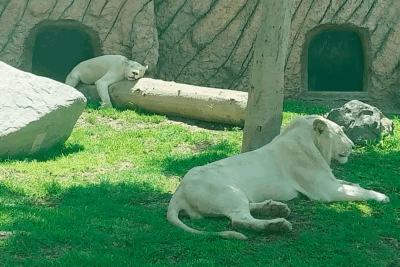 En Perú hay leones