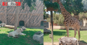 estudiar zoología en Perú