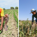 Accede al bono agrícola