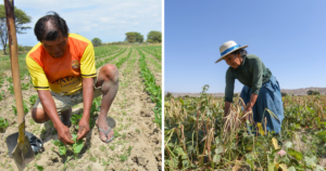 Accede al bono agrícola