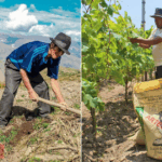 ¿Cómo ser beneficiario del Bono Agrario de S/1.000?