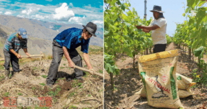 ¿Cómo ser beneficiario del Bono Agrario de S/1.000?