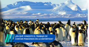Trabajar contando pingüinos en la Antártida