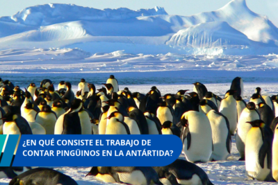 Trabajar contando pingüinos en la Antártida